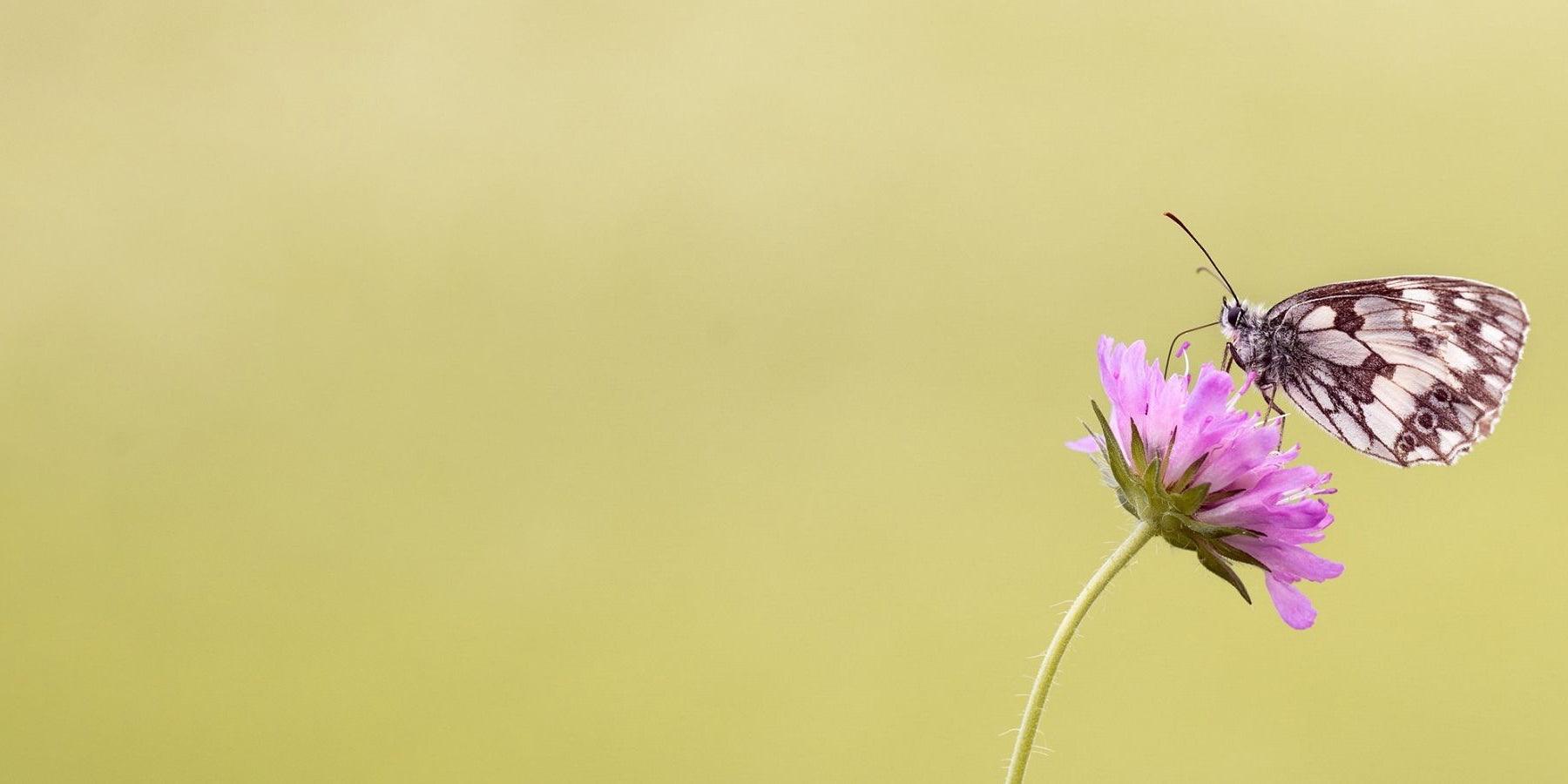 9 ideeën voor budgetproof uitjes in de lente - Happlify