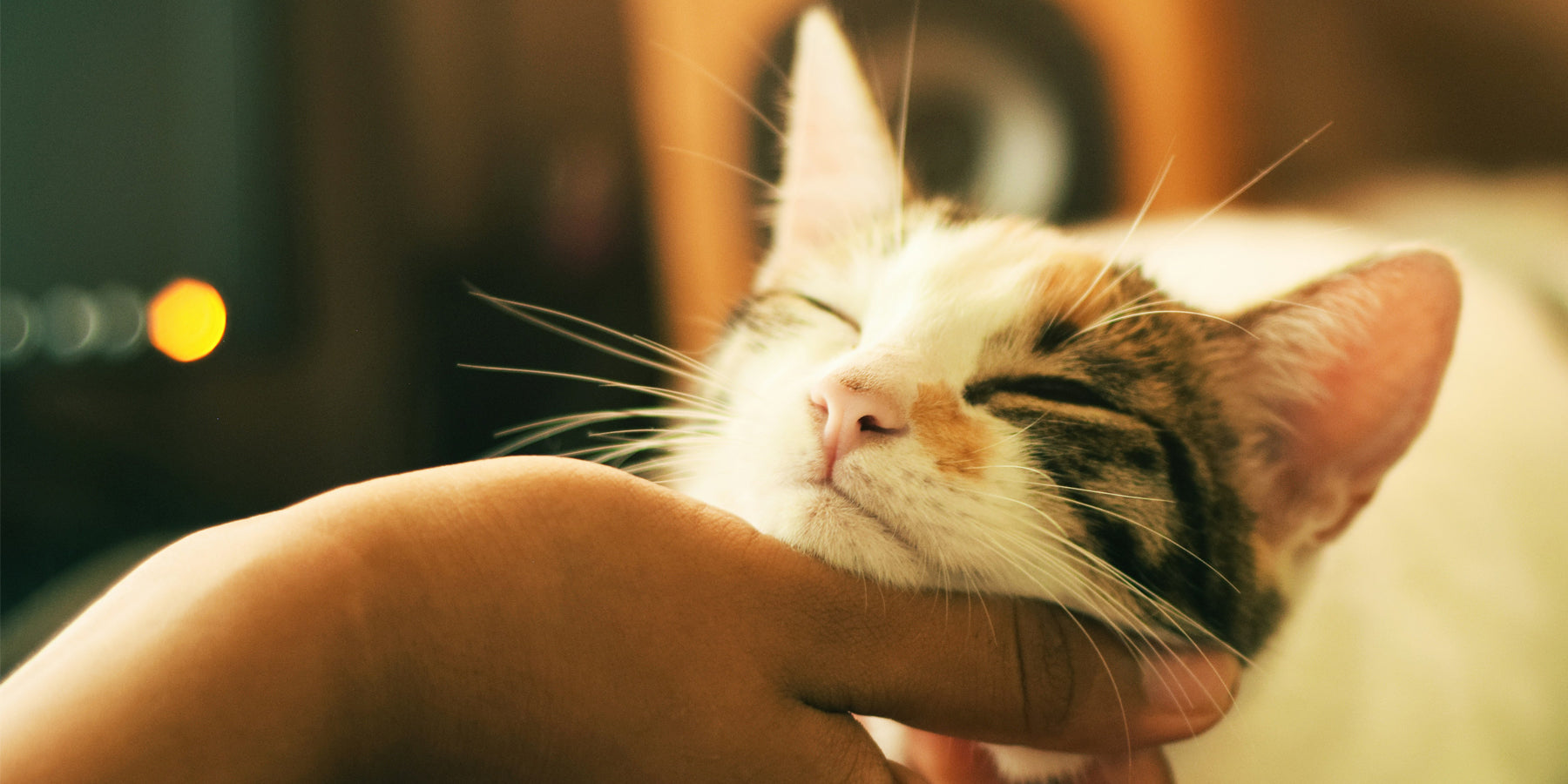 De 10 signalen dat jouw kat je beschouwt als familie