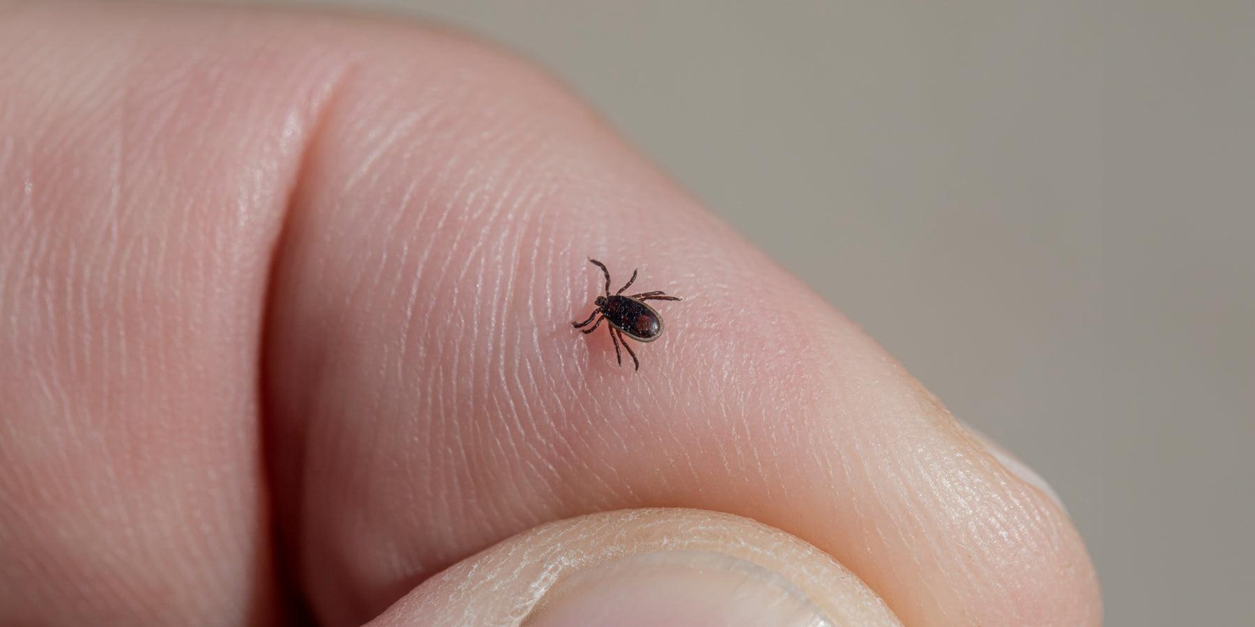 Voorkom tekenbeten en bescherm jezelf, om zorgeloos te genieten van de natuur deze zomer