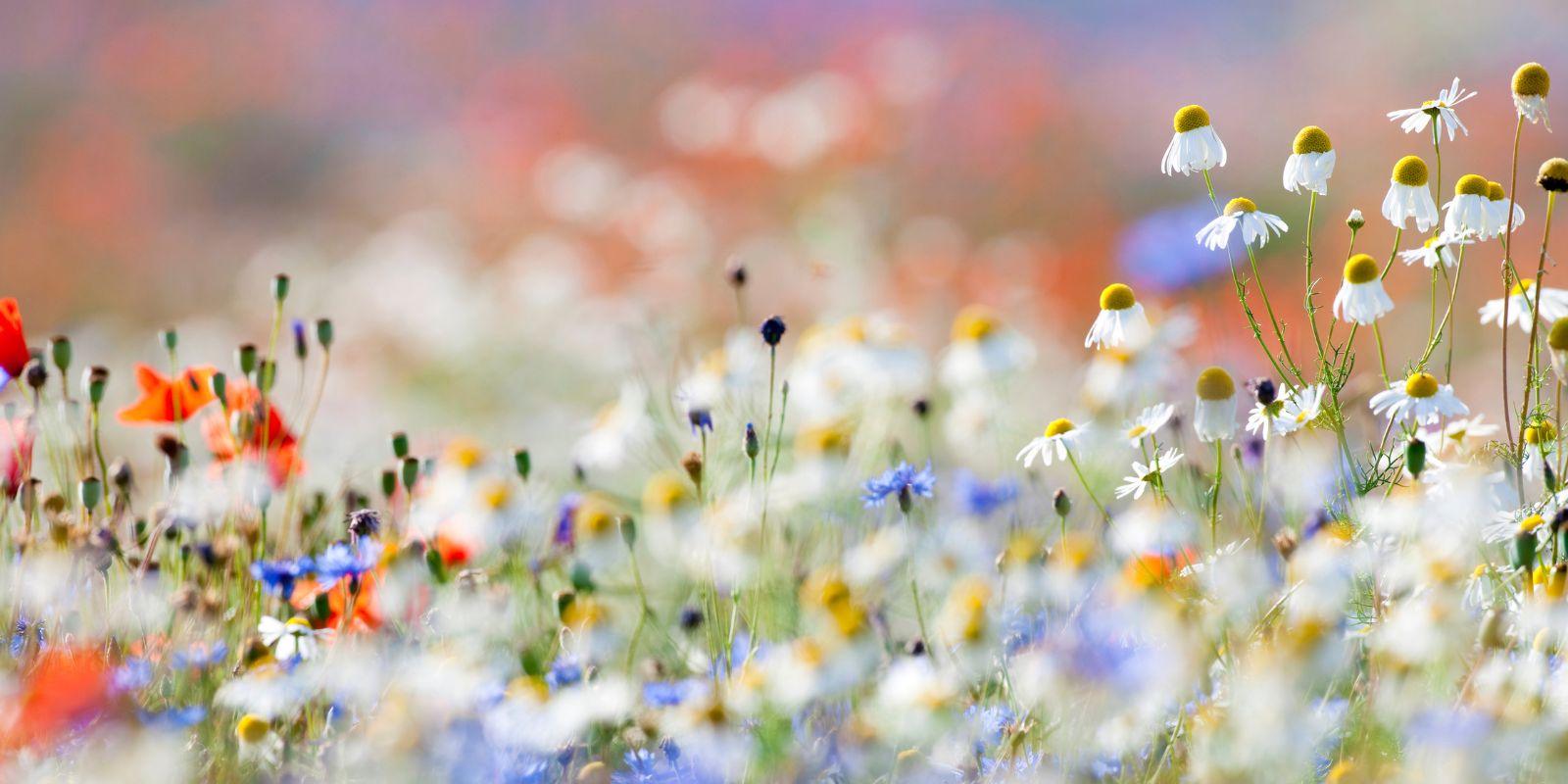 Creëer je eigen wilde bloemenweide voor een levendige tuin - Happlify